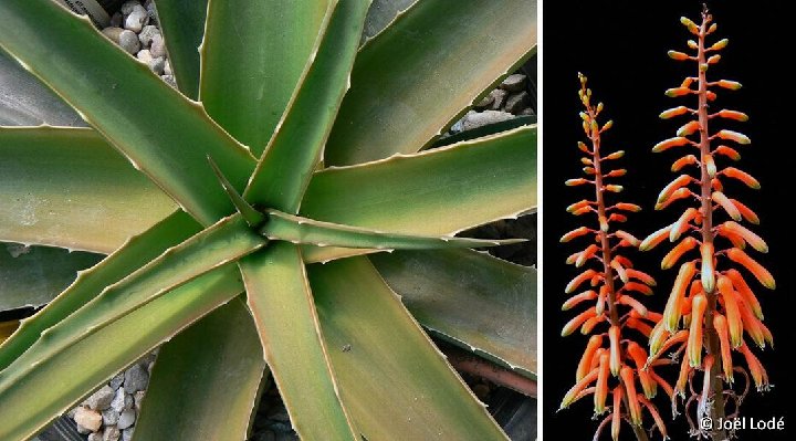 Aloe ambrensis (ex Lomatophyllum) ©JLcoll.4629